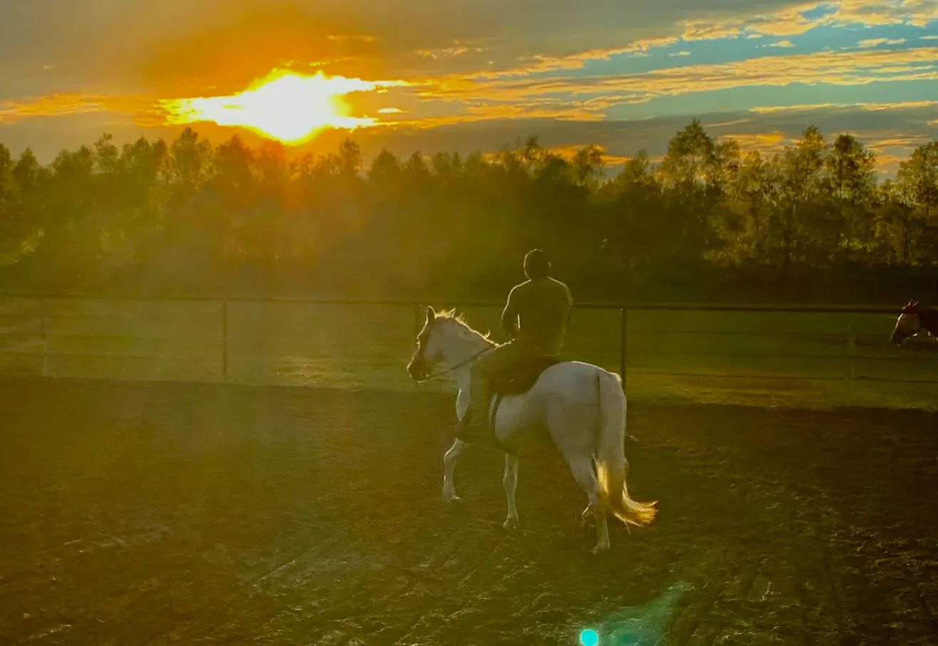 Horse at sunset — The Outpost